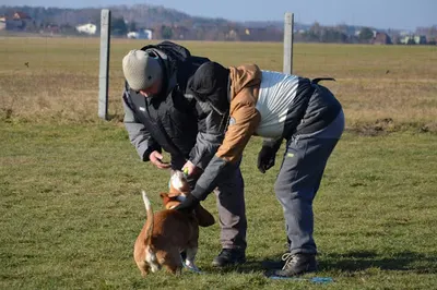 Top-Dog Rybnik